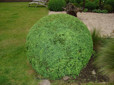 jardin8